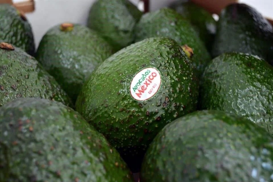 Venden aguacate hasta en $120 el kilo