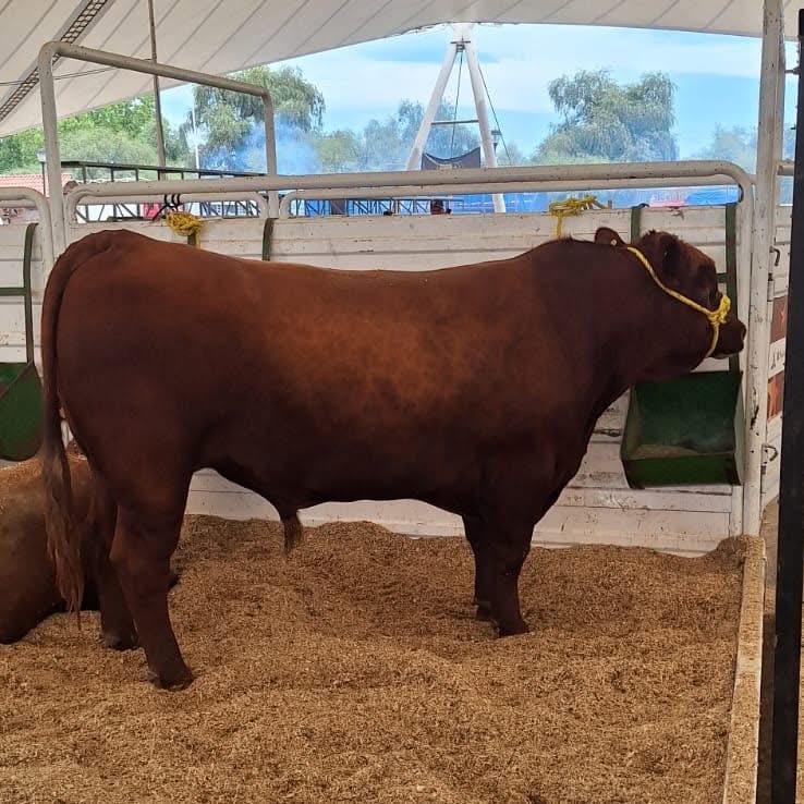 Arranca exhibición ganadera en la Feria Villista 2025 con genética duranguense de alto nivel