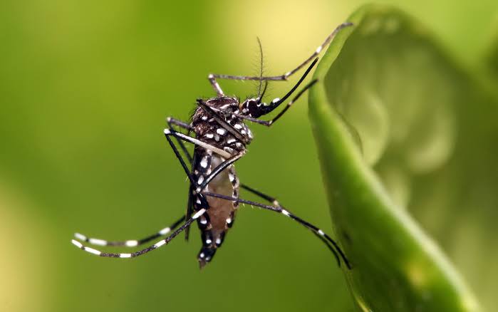 Alertan por riesgo de dengue ante temporada de lluvias en la región