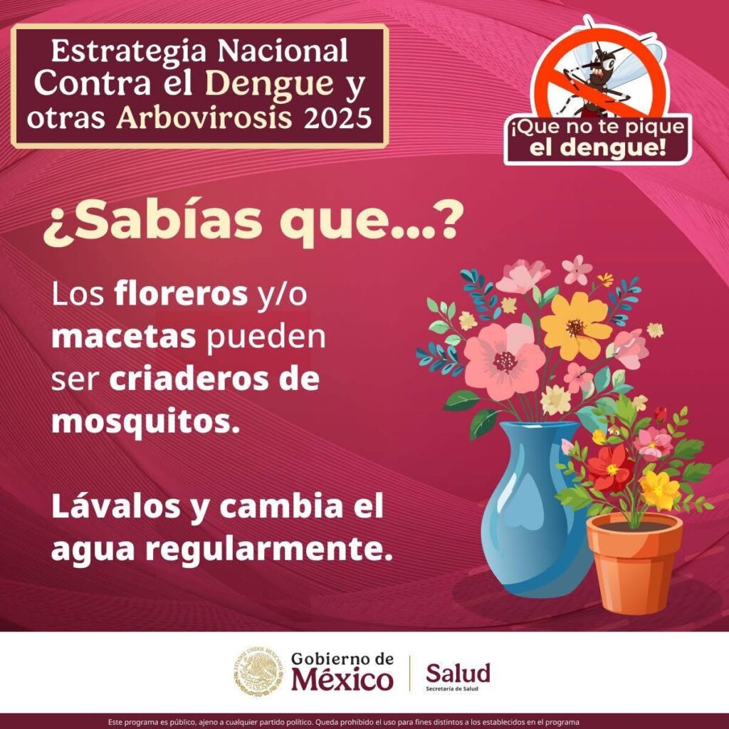 Alertan sobre criaderos de mosquitos en floreros y macetas durante temporada de lluvias