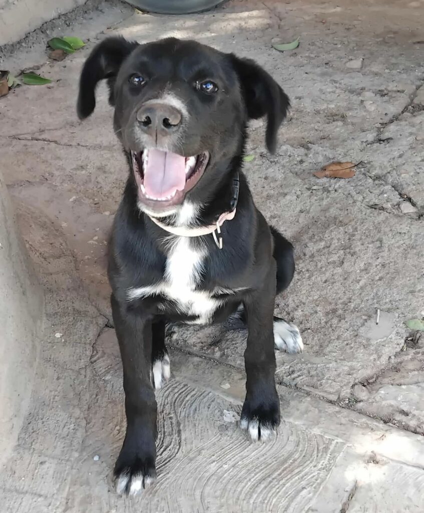 La brigada “Salvando Mascotas” busca hogares urgentes para cinco perritas rescatadas