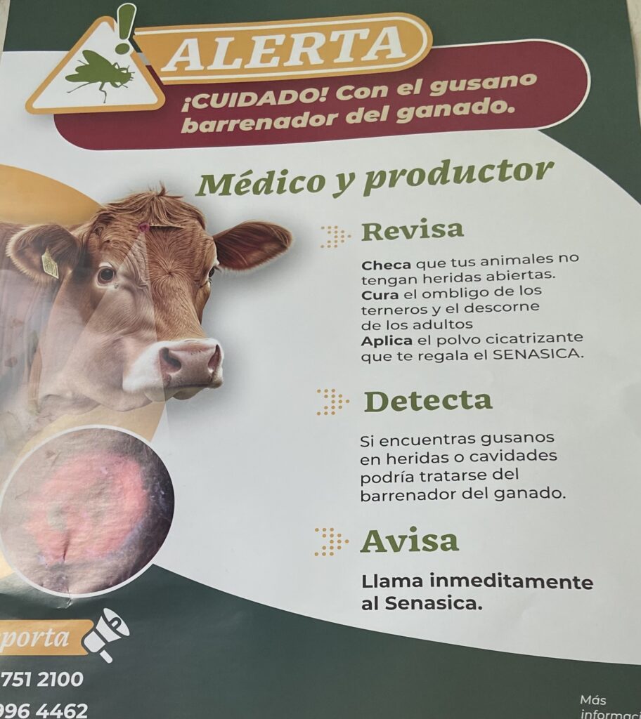Alerta sanitaria por gusano barrenador en el ganado: piden vigilancia y pronta notificación