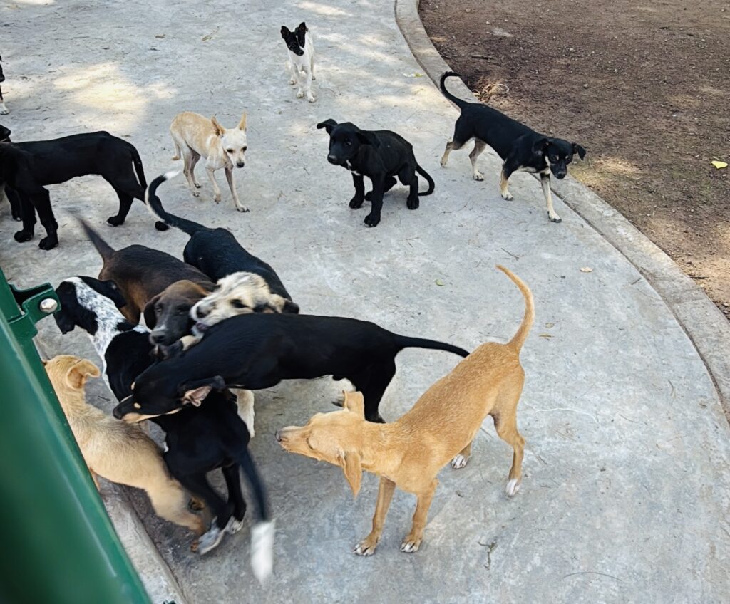 Adopciones y esterilizaciones de perritos en el CAAN, ¡no los abandones; cuídalos!
