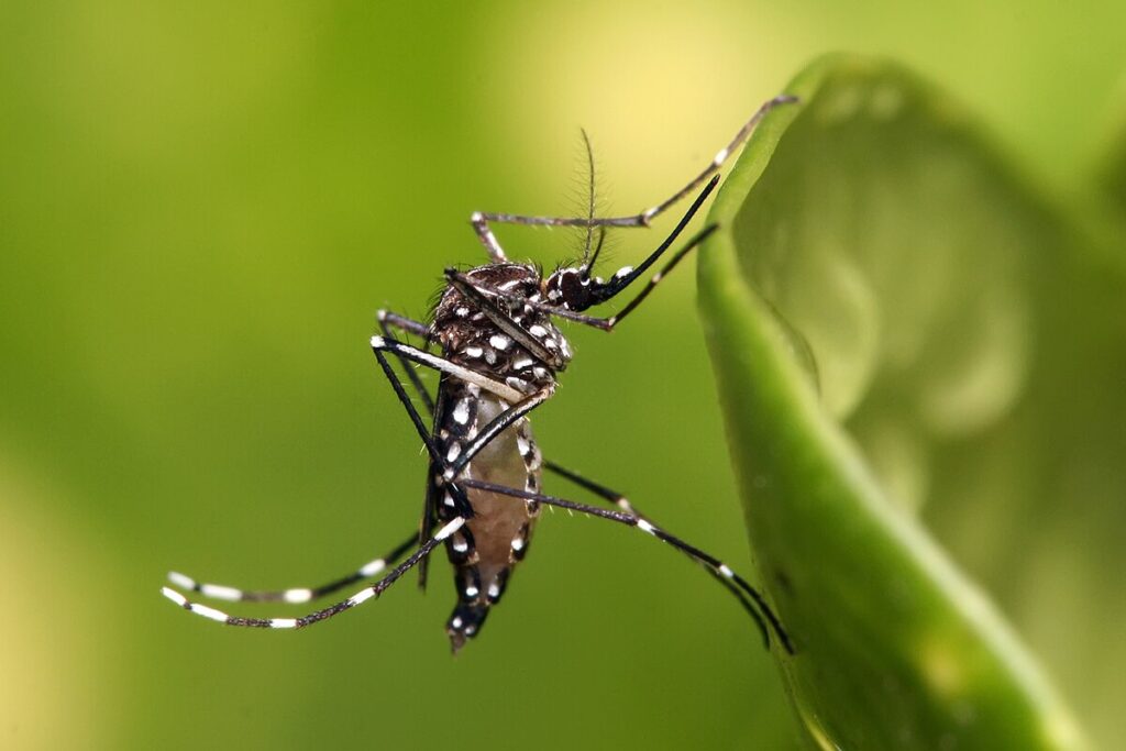¡Aguas con el Dengue! elimina cacharros y evita acumulación de agua: Salud Publica