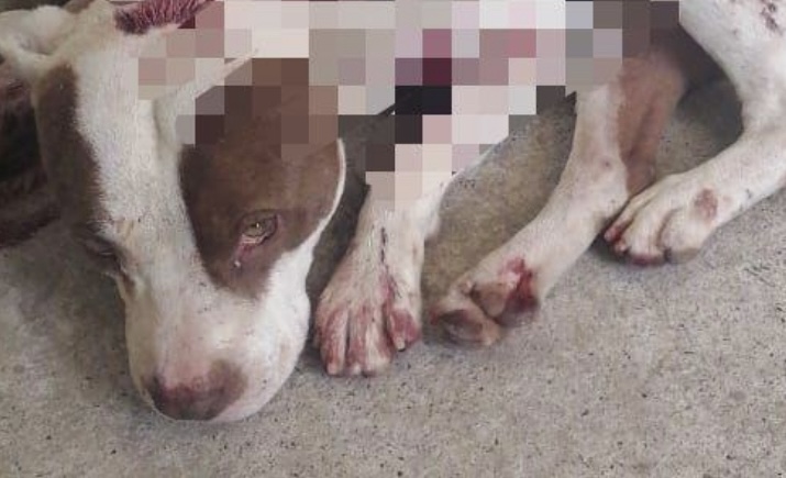 Detienen a dos sujetos que agredieron a un perro con un cuchillo y un machete