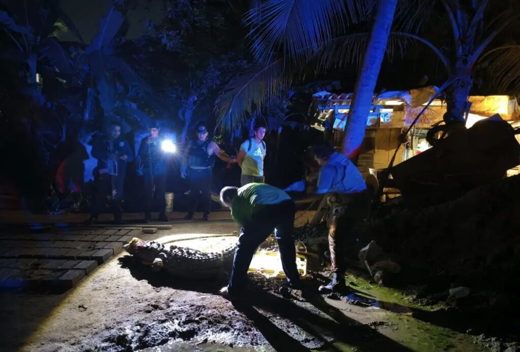 Investigan muerte de cocodrilo hallado con signos de violencia en Puerto Vallarta
