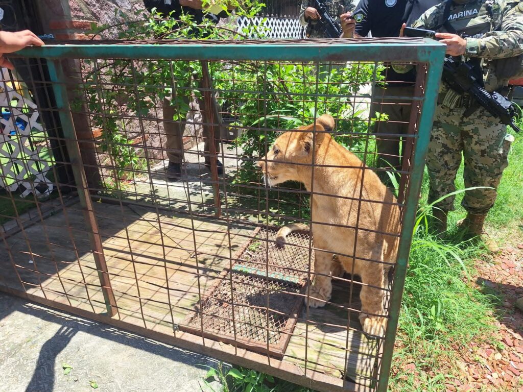 Aseguran a leona en Puerto Vallarta