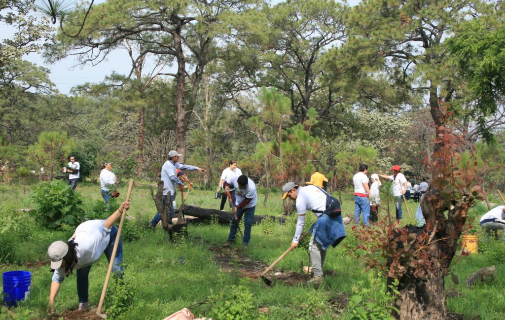 Reforesta agroindustria tequilera el Bosque La Primavera con 900 árboles