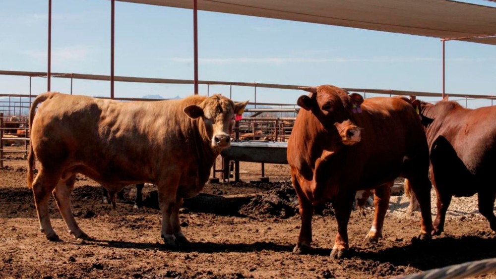 CNOG proyecta caída del 60% en exportaciones de ganado bovino