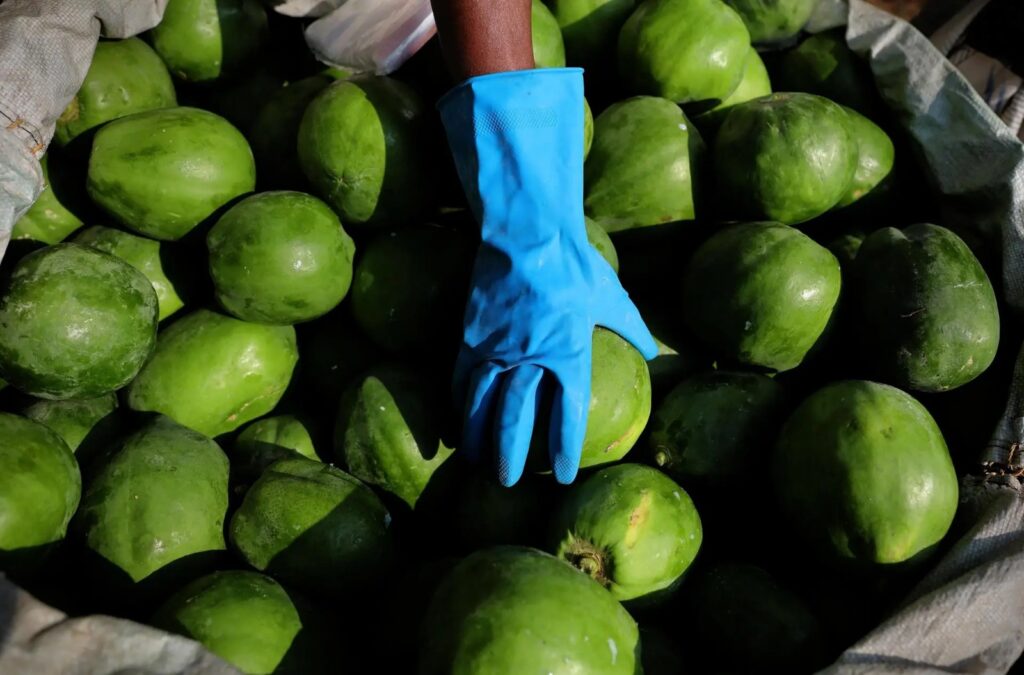Incautan una tonelada de metanfetamina oculta entre papayas en cruce fronterizo México–EU