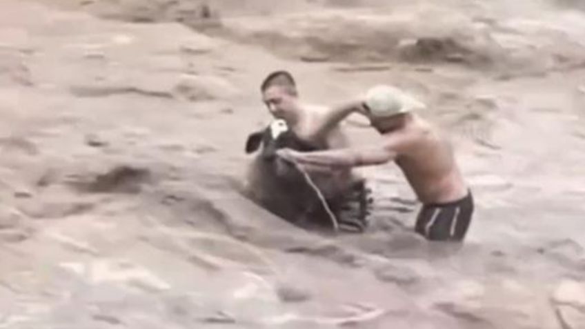 Jóvenes se lanzan al río para salvar a un becerrito de morir ahogado