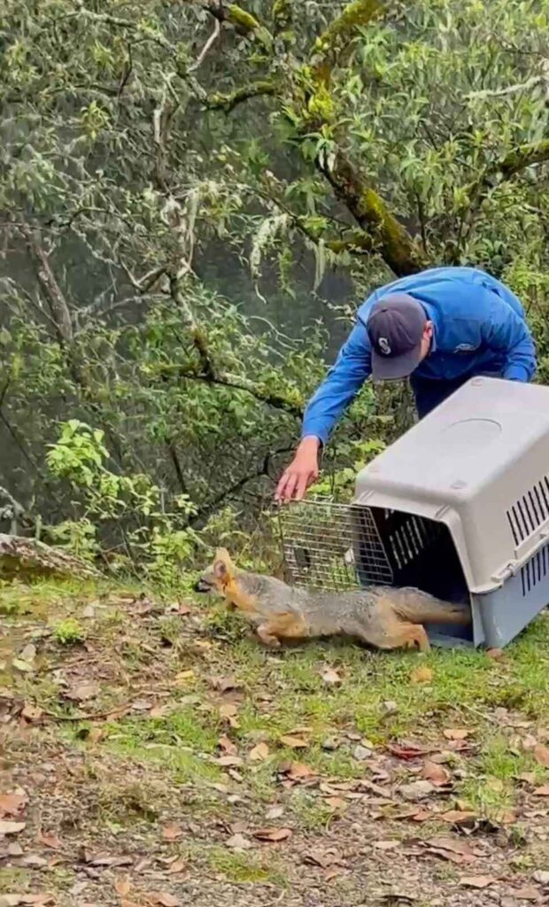 Zoológico Sahuatoba libera fauna rehabilitada con apoyo de PROFEPA