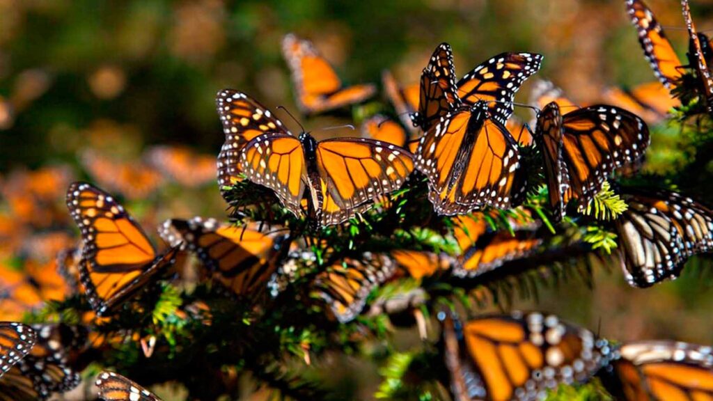 Unesco pide a México ampliar límites de Reserva de la Biosfera de la Mariposa Monarca