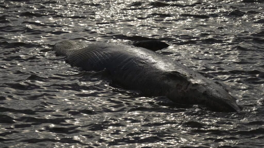 En Japón aparecen ballenas varadas tras el megaterremoto en el Pacífico