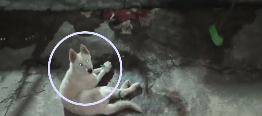 VIDEO: ¡Atado y en silencio! Perrito es víctima de cruel abuso