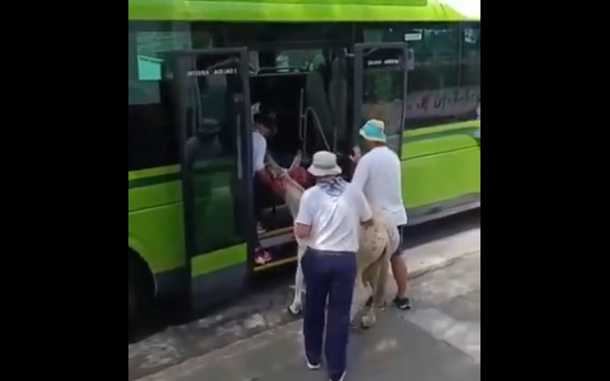 VIDEO: Intentan subir a una burra a un autobús y desatan furia