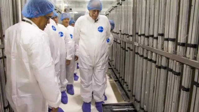 México producirá 100 millones de moscas contra gusano barrenador