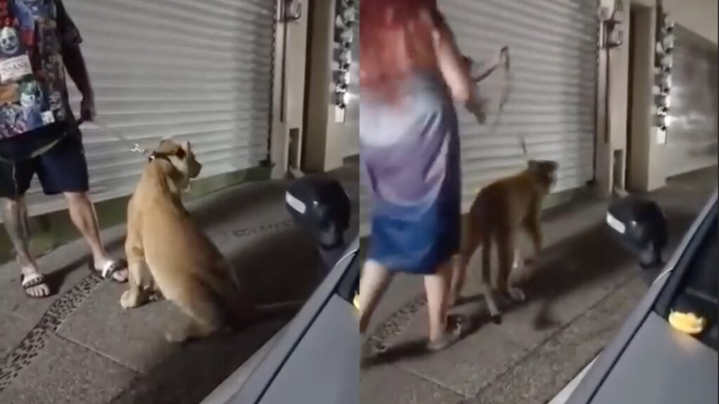 VIDEO: Un paseo con alto riesgo, hombre es captado llevando a una leona con correa por la vía pública