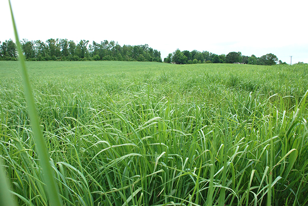 Switchgrass, el pasto que podría transformar los agostaderos de Durango