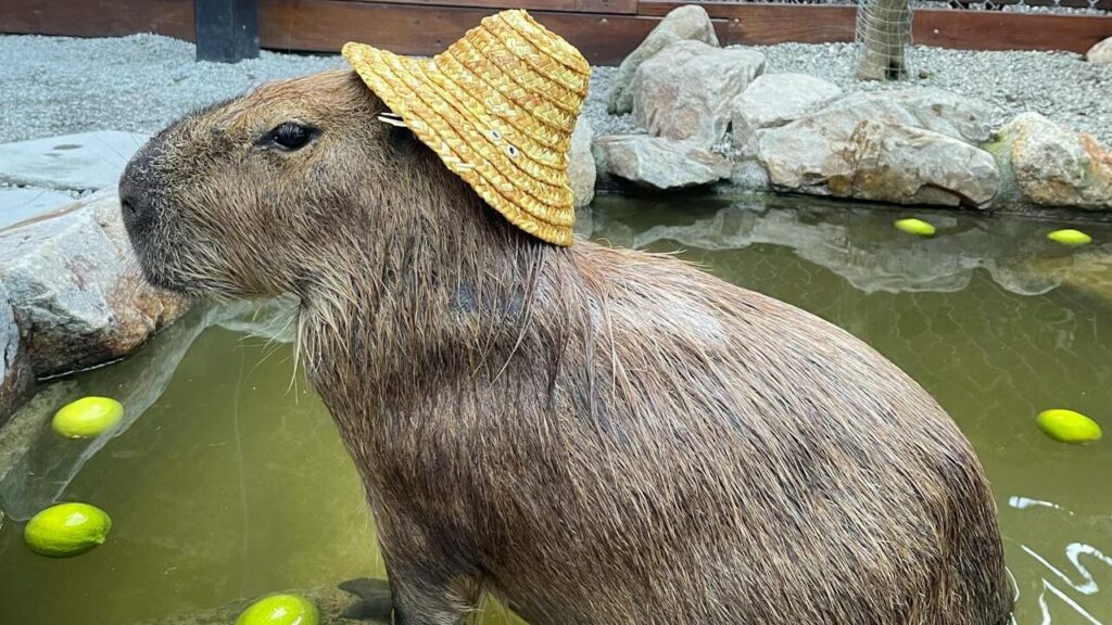 10 de julio: Día del Capibara, el roedor gigante que conquista al mundo con su ternura
