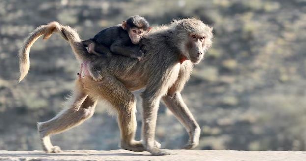 Sacrifican a 12 babuinos a tiros en un zoológico por «falta de espacio»
