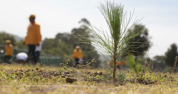 Reforestar es obligación en ejidos con manejo forestal