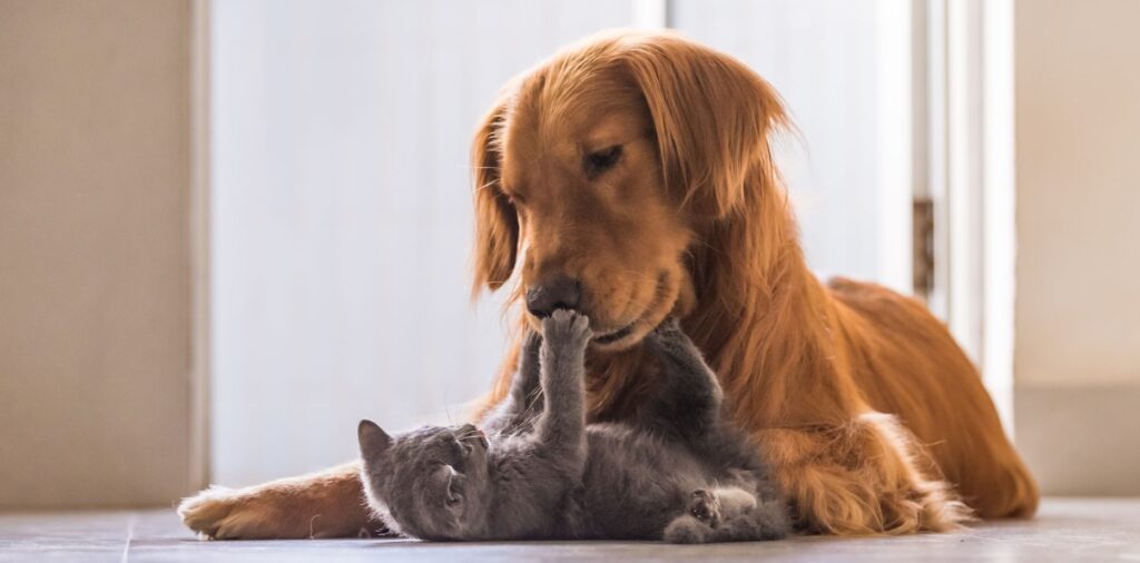 ¿Tener un perro o un gato podría proteger tu memoria?
