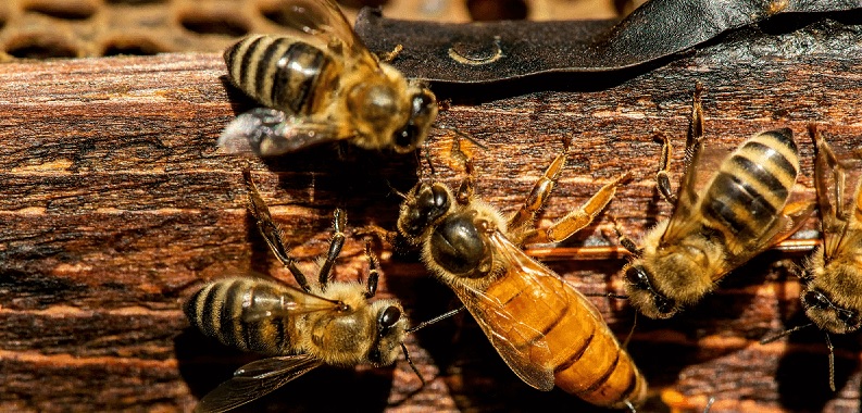 Hombre sin hogar muere tras ataque de abejas