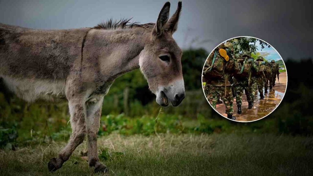 Atentado con “burro bomba”: un oficial muerto y dos soldados heridos