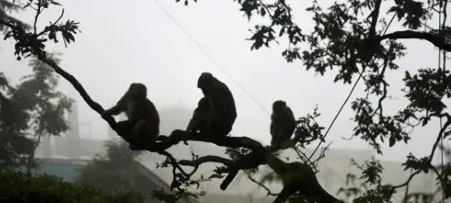 Monos provocan cortocircuito y estampida mortal en un templo sagrado: 19 fieles pierden la vida