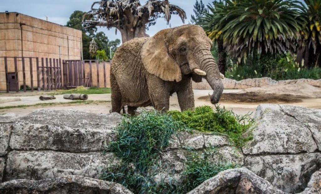 Elefanta Ely permanecerá en el Zoológico de San Juan de Aragón tras fallo de la SCJN