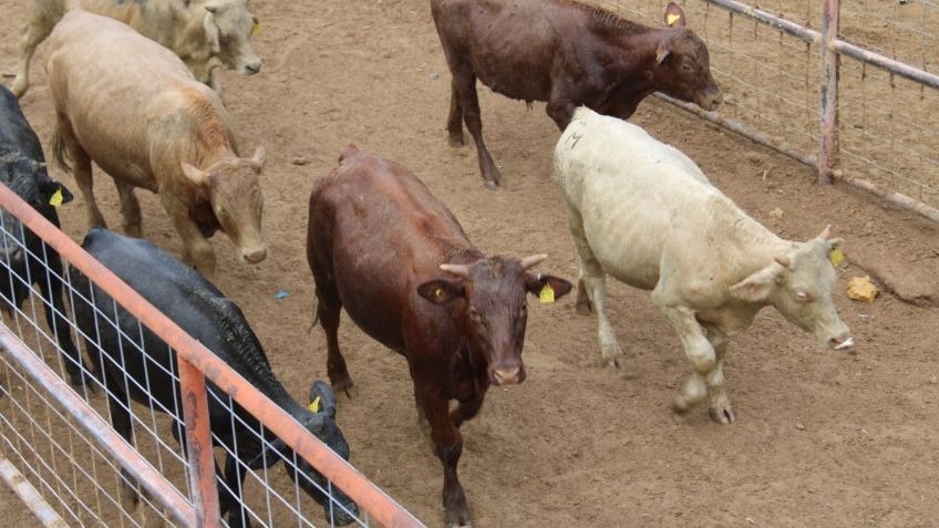 Por rebrote de gusano barrenador, urge presupuesto y atención, asegura CNC