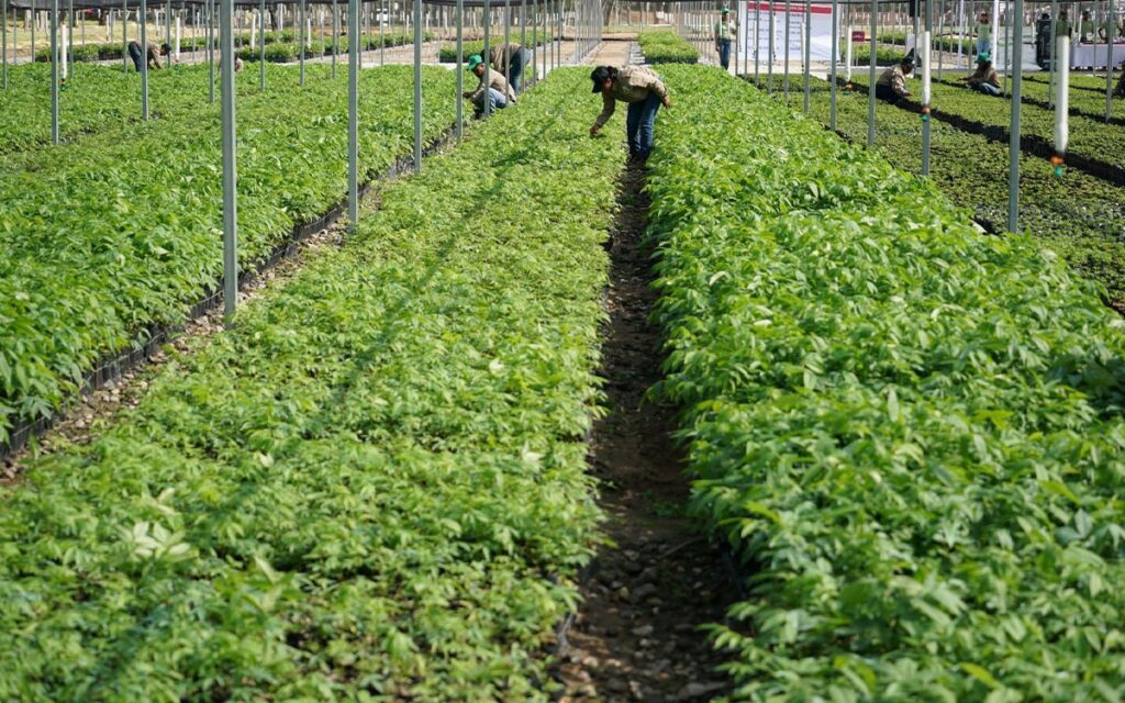 Congresista de Texas propone Ley de Programa Bracero 2.0 para mejorar las visas agrícolas