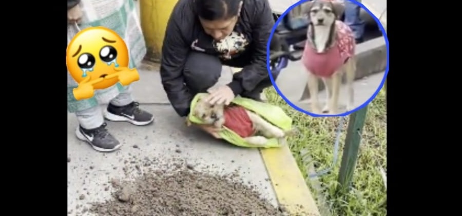 VIDEO: Bulma, la perrita callejera que conmovió al presenciar el funeral de su mejor amigo: “Se quedó sola”