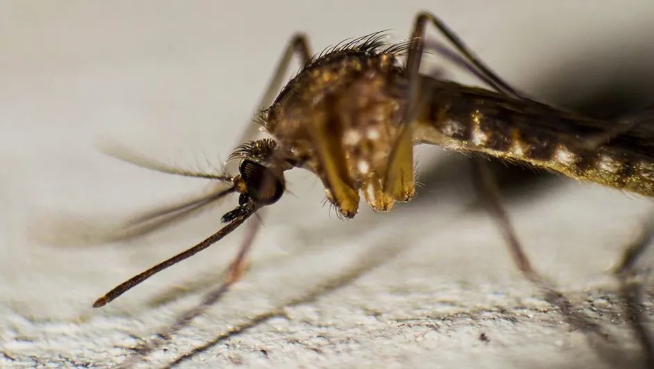 En lo que va del año suman 4 mil 945 casos y 22 muertos por dengue en México