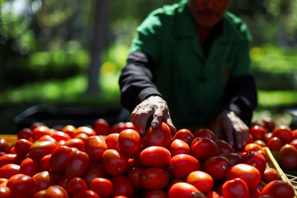 Estados Unidos impone arancel del 17% a los tomates mexicanos
