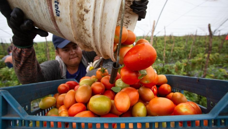 México rechaza tarifa al tomate; afirman que medida afectará a consumidores de EU