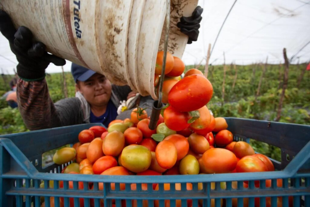 Sheinbaum rechaza arancel al tomate mexicano: “Estamos en desacuerdo”