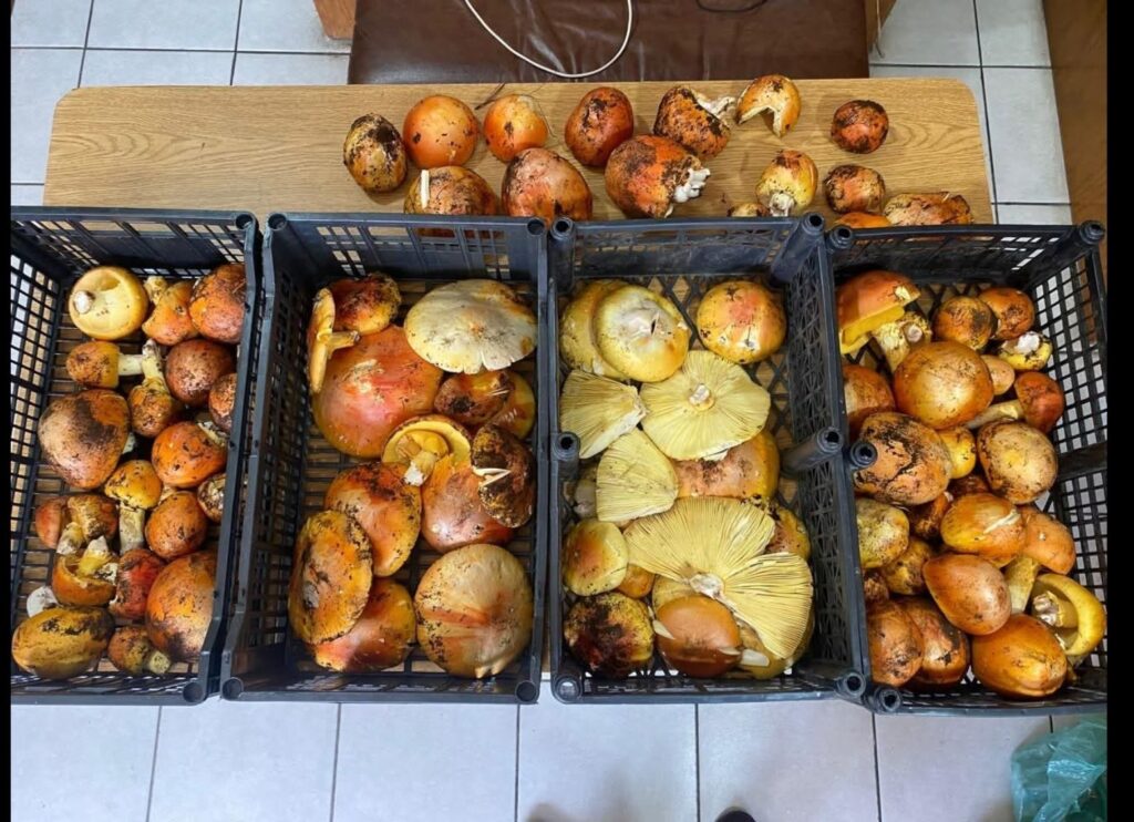 ¡Comienzan a salir los primeros hongos comestibles en la Sierra Tarahumara! 