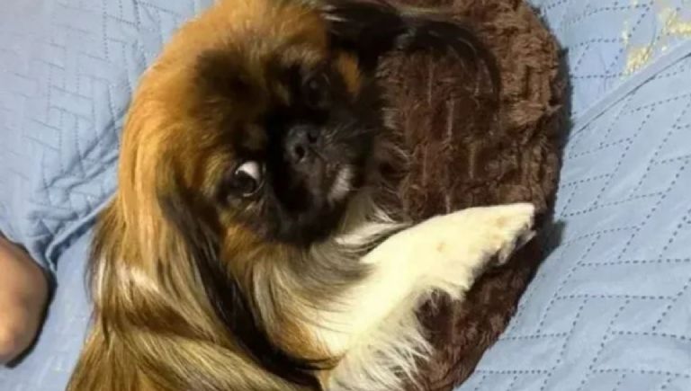VIDEO: Perrito muere asfixiado en maletero de autobús durante viaje familiar: dueños acusan negligencia del chofer