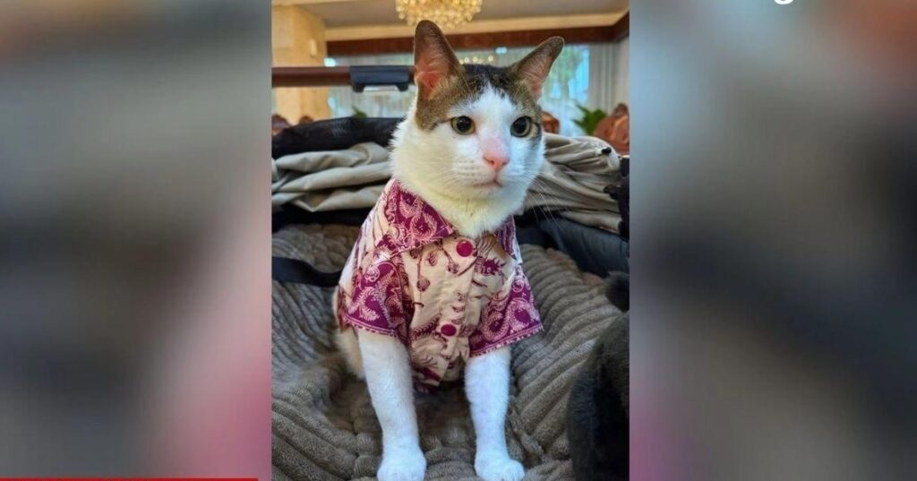 ¡Presidencia con garra! Gato del mandatario indonesio tendrá escolta personal