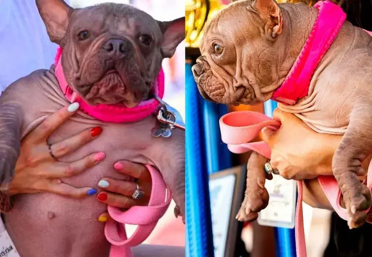Petunia, la perrita que conquistó el título del Perro Más Feo del Mundo 2025