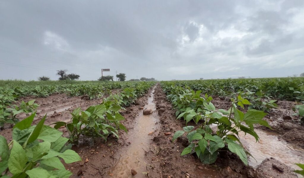 Lluvias favorecerán el crecimiento de cultivos de frijol en la región