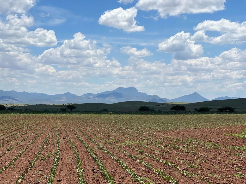 Sector agrícola mantiene expectativas de lluvias para mejorar cosechas