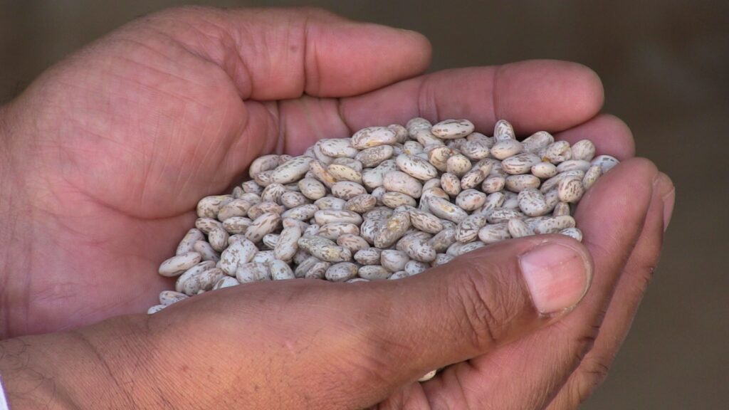 Pronóstico de lluvias en la región de los Llanos proyecta esperanza para el ciclo agrícola
