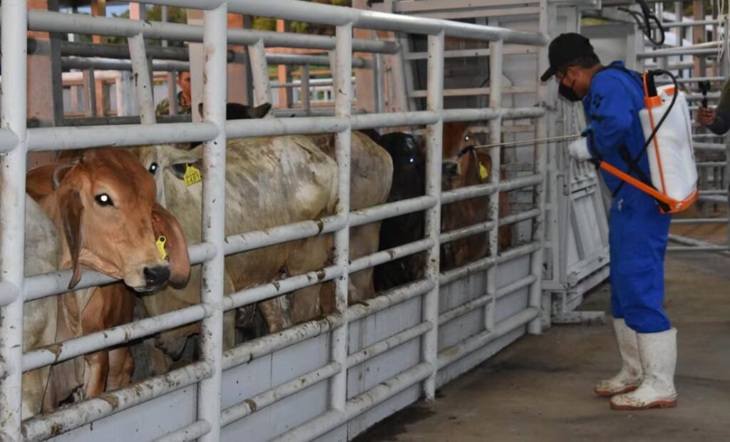 Sader lanza estrategia para combatir al gusano barrenador; capacitarán a más de 100 zootecnistas