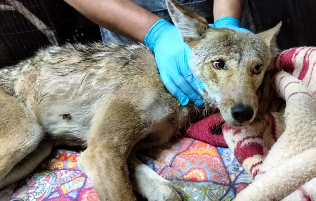 Rescatan a coyote atrapado en fosa de captación en Tlajomulco
