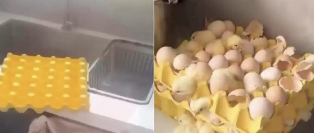 VIDEO: Mujer compra huevos y al regresar a casa descubre ¡70 pollitos vivos en su cocina!