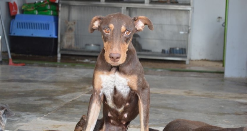 Murió Esperanza: la perrita baleada que luchó hasta el final tras un ataque armado en Culiacán