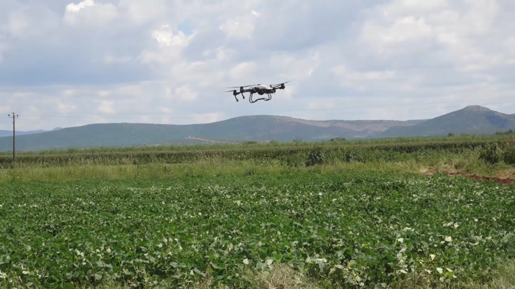 Brindan apoyo con dron para fumigación de gusano cogollero en Nombre de Dios